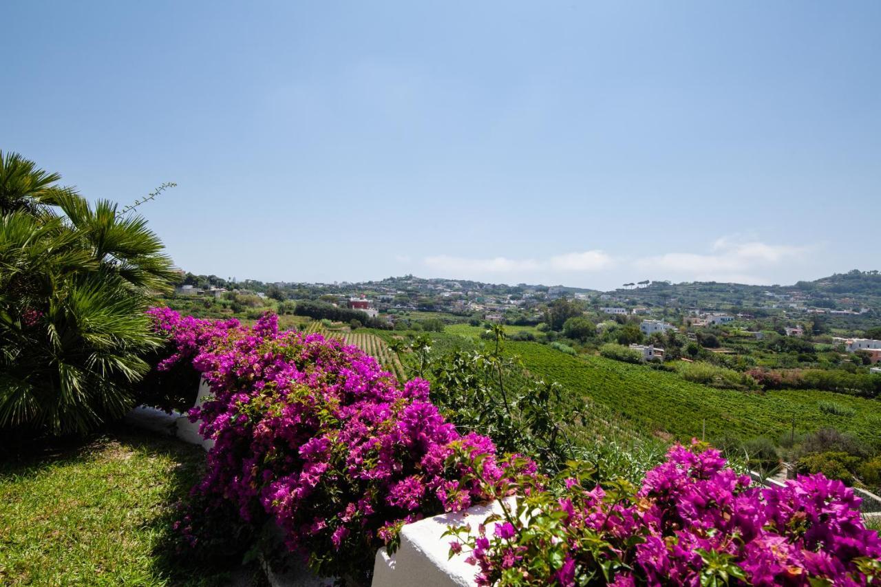 Villetta con Piscina condivisa e Giardino esclusivo di 1000 mq Forio di Ischia Esterno foto