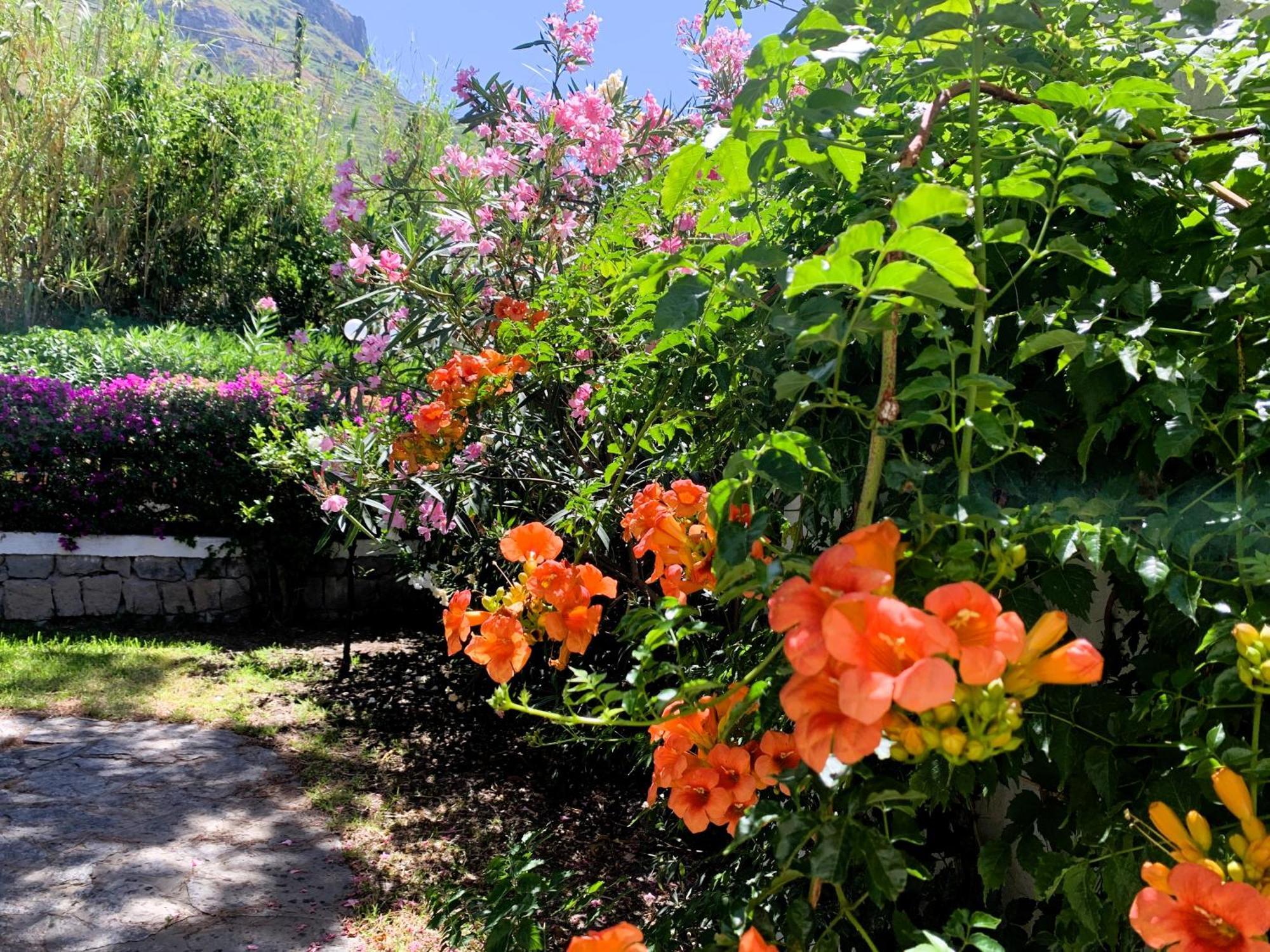 Villetta con Piscina condivisa e Giardino esclusivo di 1000 mq Forio di Ischia Esterno foto